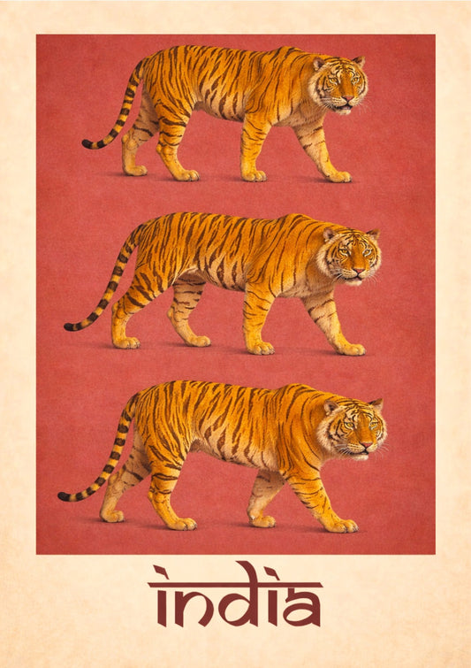 Bengal Tiger Illustration Wall Art – India Wildlife Poster, Exotic Animal Home Decor Print